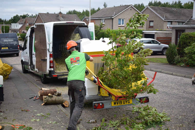 Pollarding Trees Edinburgh by JDS Trees click here for a quote and book online
