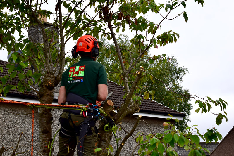 Tree pollarding services in Edinburgh by JDS Trees, click here for prces