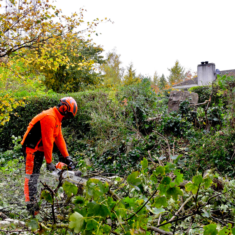 Specialist tree surgeon services in Edinburgh by JDS Trees Ltd, click here for a quote