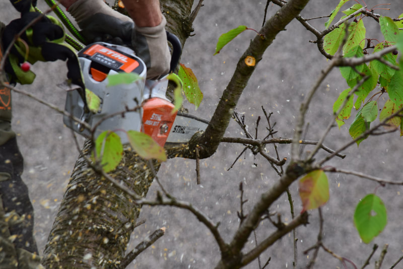 Tree deadwooding  Edinburgh by JDS Trees, click here for a quote