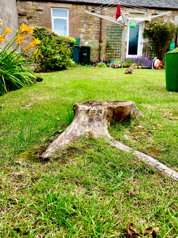 Tree stump removal services in Bonnyrigg, Midlothian, click here for prices