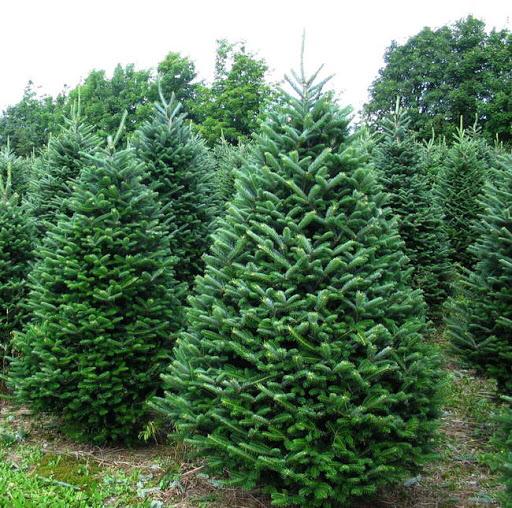 Order Fraser Fir Christmas Tree online for delivery in Edinburgh this Christmas, click here