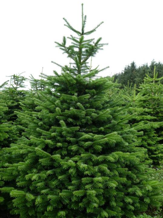 Fraser Fir Christmas Trees for pick-up delivery in Edinburgh