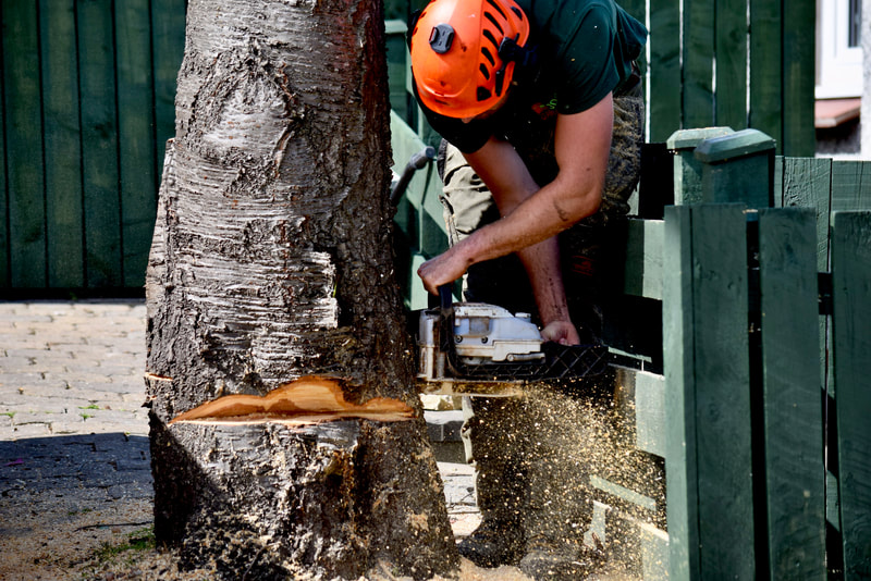 Edinburgh tree removal quotes by JDS Trees Ltd, click here