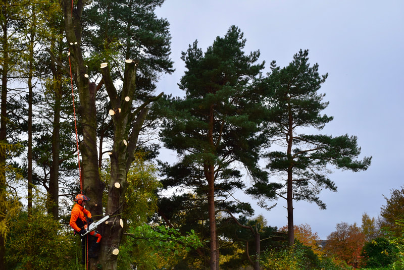 Tree reduction and removal in Edinburgh by JDS Trees, click here for a quote