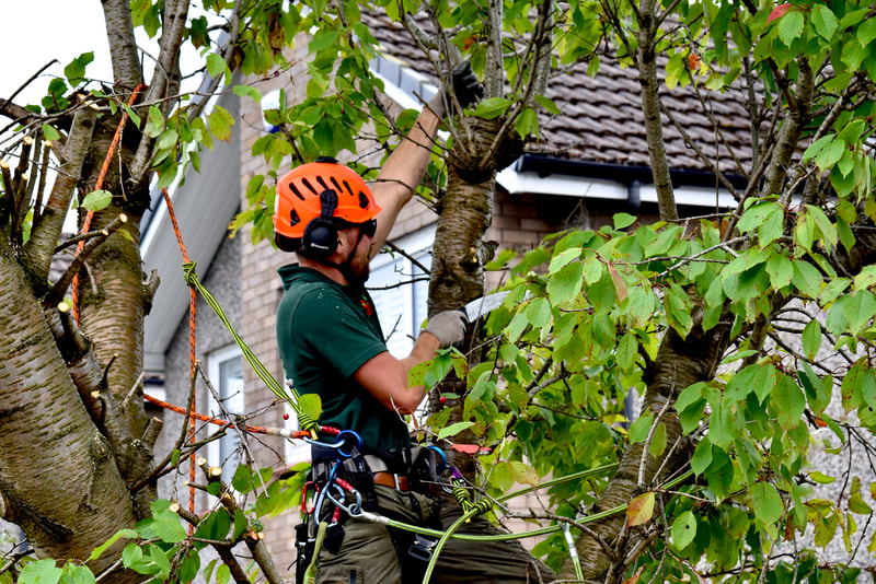 Tree Pruning Services in Edinburgh by JDS Trees Ltd, click here for prices