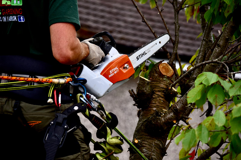 Tree crown thinning Edinburgh by JDS Trees Ltd, click here for a quote