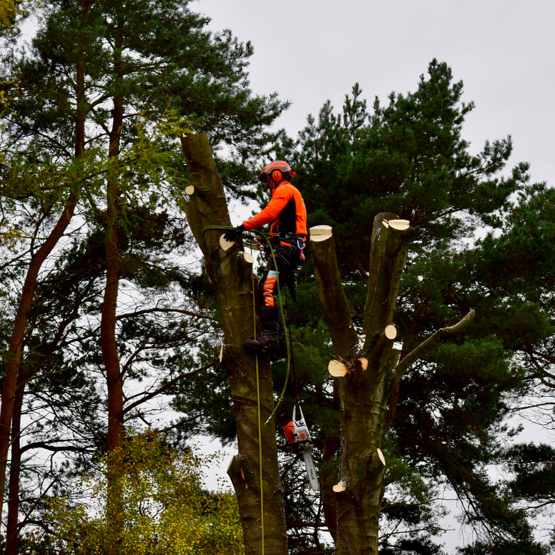 Edinburgh tree removal quotes from JDS Trees, click here for prices