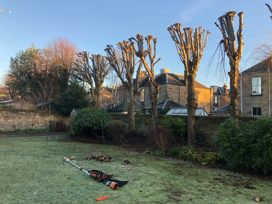 Tree pollarding services in Edinburgh, click here for prices and book online