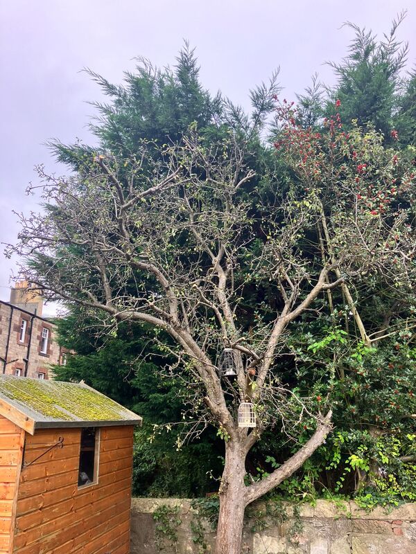Does you apple tree need a crwon reduction? click here for a tre crwon reduction quote in the Edinburgh area from JDS Trees
