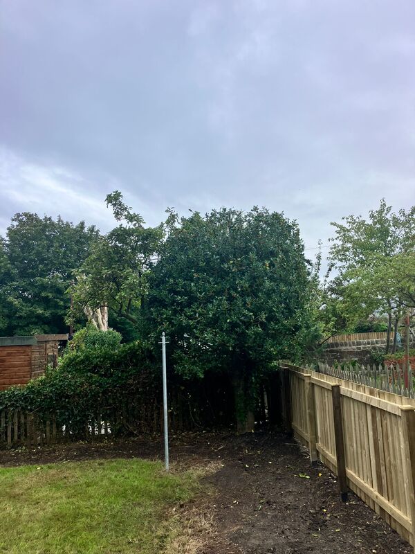 This is the holy tree after the height reduction in Edinburgh, click here for a tree height redcution quote in the Edinburgh area from JDS Trees