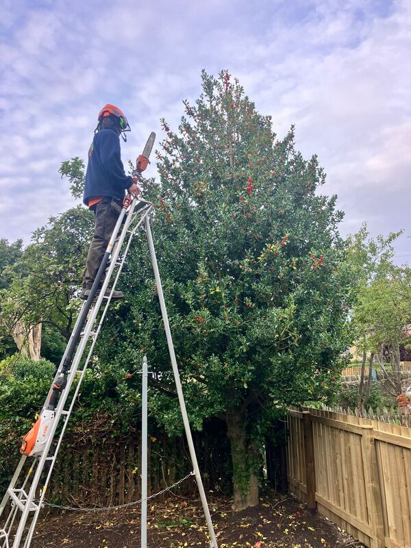 Do you need the height reduced on your trees? click here for a tree height reduction quote in the Edinburgh area from JDS Trees.
