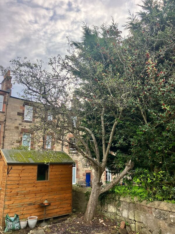 Photos of the aple tree once the crown reduction had been carried out by JDS trees in Edinburgh, click here for a crown redcution quote