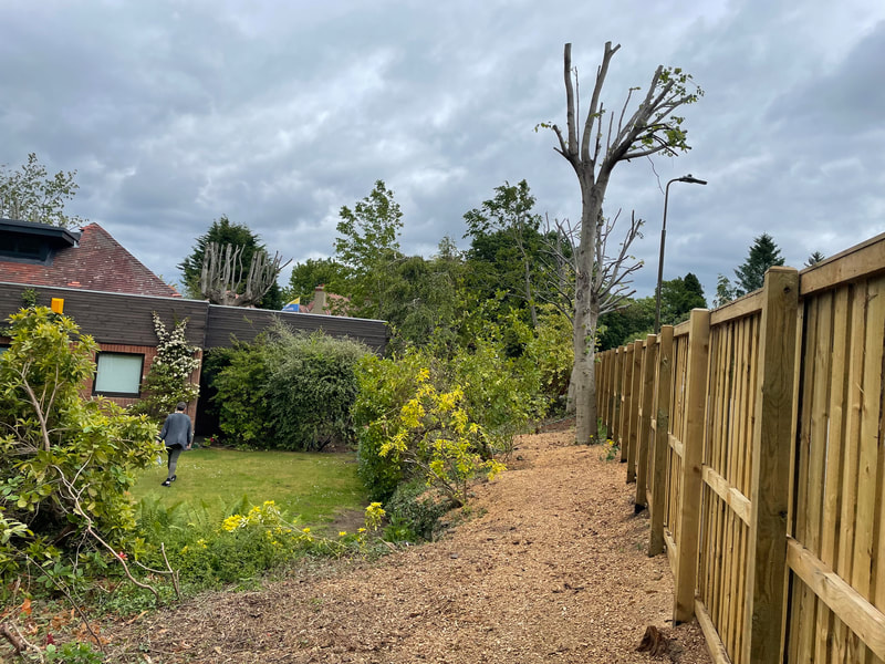 Tree removal services in Edinburgh by JDS Trees Ltd