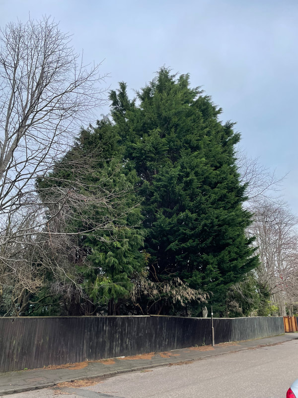 Removal of large conifer trees in Edinburgh by JDS Trees Ltd, click here for a quote in the Edinburgh area