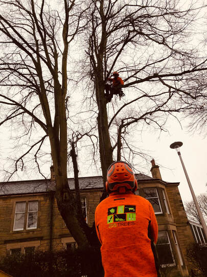 Tree Inspection Reports in Edinburgh and Midlothian by JDS Trees