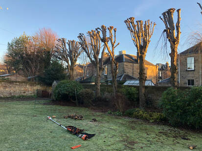 Tree Pollarding Services in Edinburgh and Midlothian by JDS Trees Ltd, click here for a quote near you