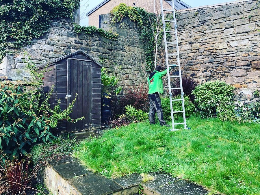 Ivy removal from a garden wall in Edinburgh