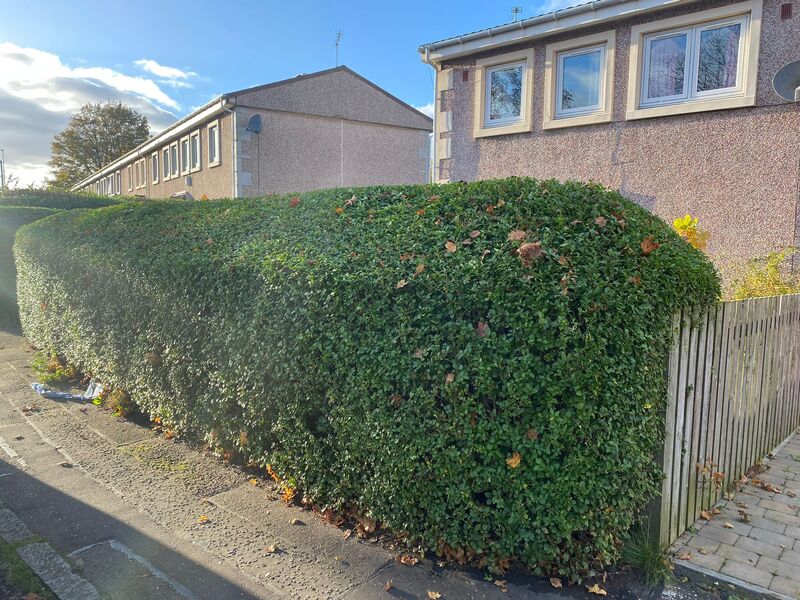 Does your Edinburgh garden need a tidy-up? click here for a garden hedge tidy-up quote in the Midlothian area.