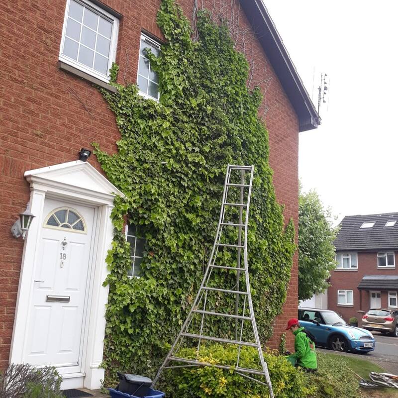Ivy removal quote from a house wall Edinburgh