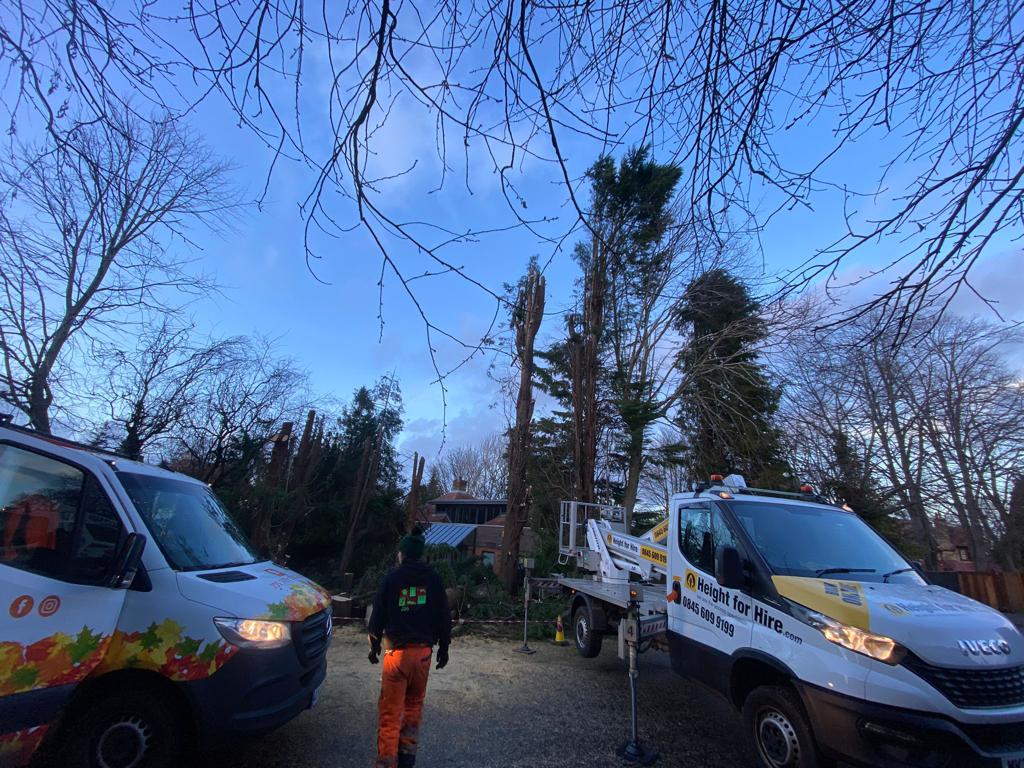 Edinburgh tree removal company, JDS Trees, click here for a tree remova quote
