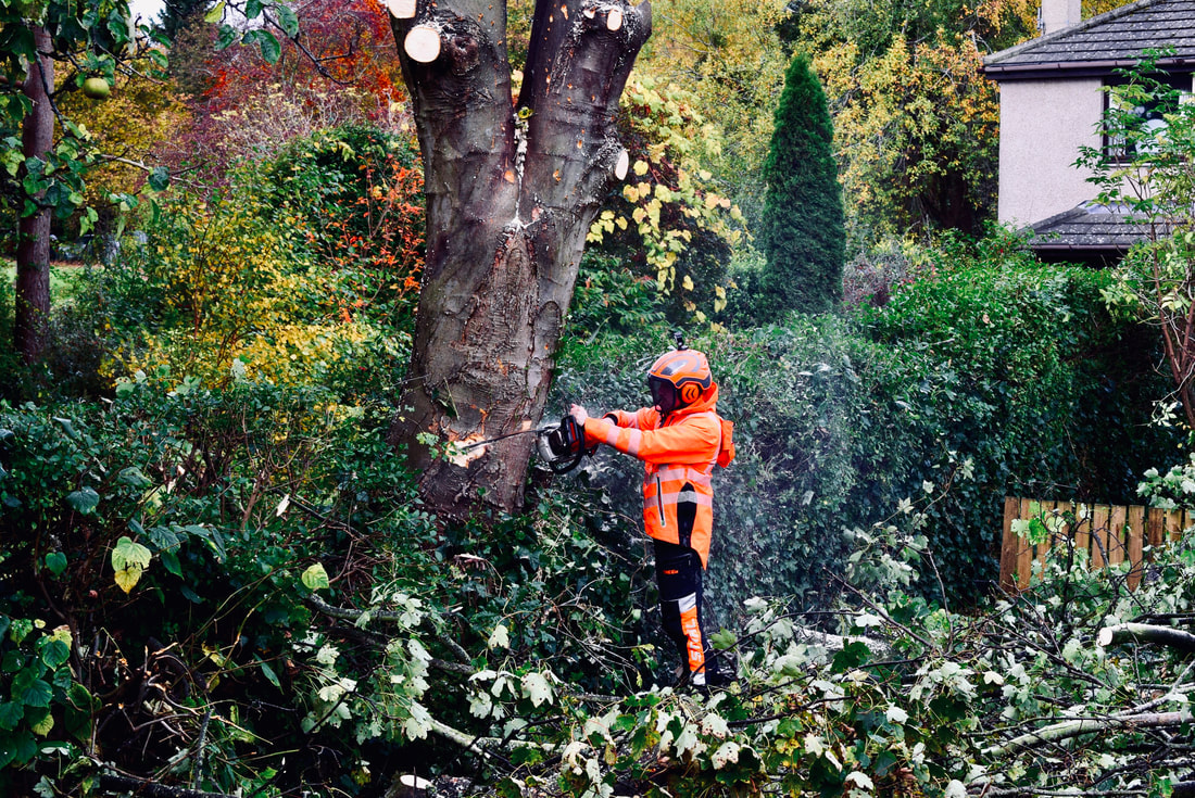 Edinburgh's #1 tree removal company, click here for an online tree removal quote in the Edinburgh area