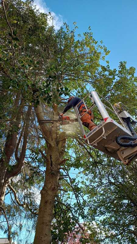 Tree reduction services in Edinburgh by JDS Trees, click here for more info