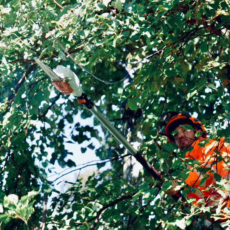 Tree pruning specialists in Edinburgh, JDS Trees Ltd