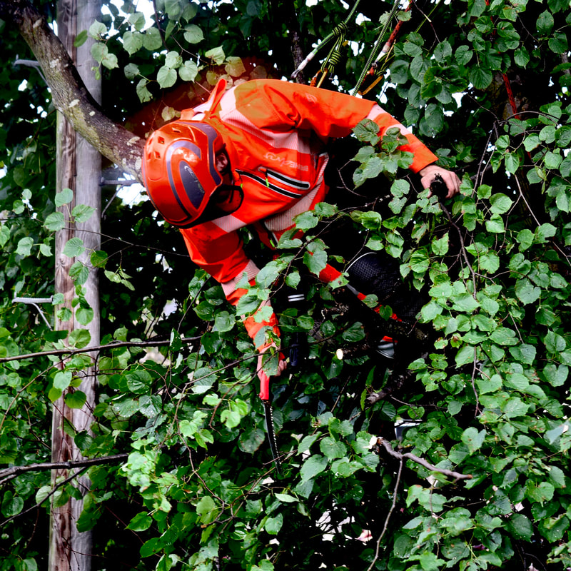 Remove tree branches from a telephone cable in Edinburgh
